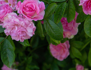 pink rose in a summer garden against a background of green leaves