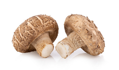 Shitake Mushroom on white background full depth of field
