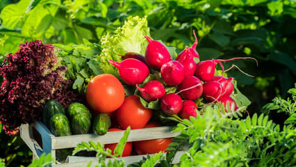 A box of fresh vegetables is among the green plants in the garden. Organic products concept