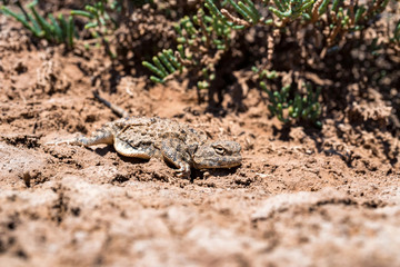 Close portrait of Phrynocephalus helioscopus agama in nature