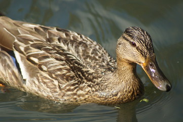 duck in the water