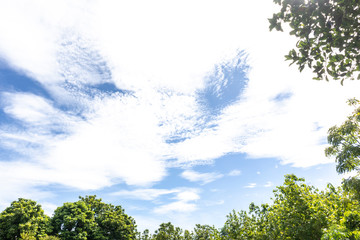 Obraz premium Green tree top line under beautiful blue sky and cloudy background. Landscape background copy space for text.