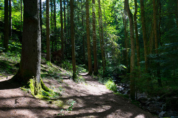 Wunderschöner Schwarzwald nahe Ottenhöfen