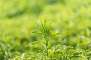 Fresh green leaves in spring season