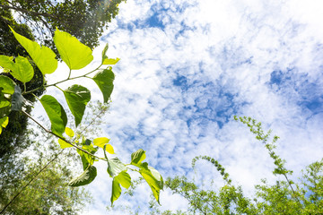 Green tree top line under beautiful blue sky and cloudy background. Landscape background copy space for text.
