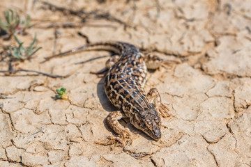 Steppe Runner Lizard or Eremias arguta on dry ground close