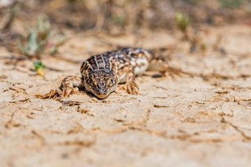 Steppe Runner Lizard or Eremias arguta on dry ground close