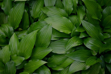 Green natural leaves background