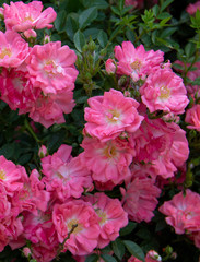 beautiful pink roses blooming in the garden