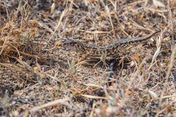 Steppe Runner Lizard or Eremias arguta in dry grass close
