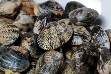 Frische Herzmuscheln
