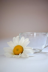 Transparent glass cup with chamomile 3