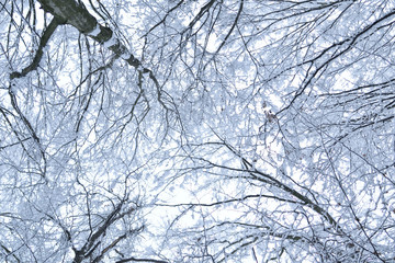 Obraz premium Landscapes of the winter forest with falling snow - wonderland park with snowfall. Snowy winter landscape scene - Image