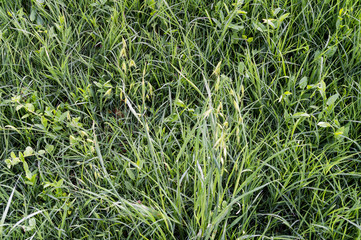 Erbe selvatiche in primavera