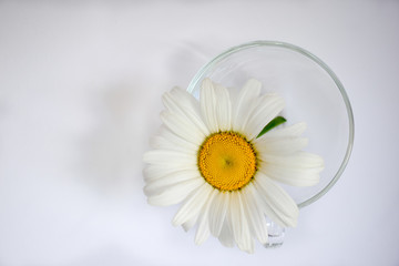 Transparent glass cup with chamomile 6