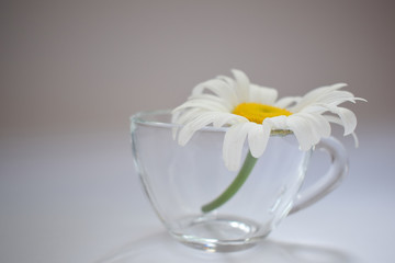 Transparent glass cup with chamomile 7