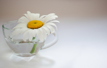 Transparent glass cup with chamomile and water 4