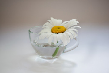 Transparent glass cup with chamomile and water 5