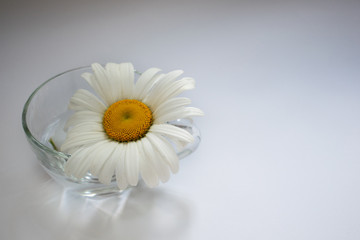 Transparent glass cup with chamomile and water 6