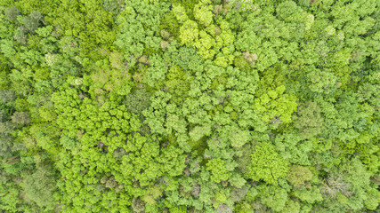 Beautiful green forest, background. Top view