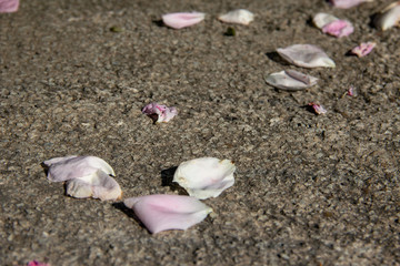 pink petals of roses on gray stone background. copy space