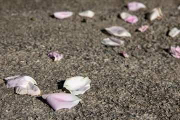 pink petals of roses on gray stone background. copy space