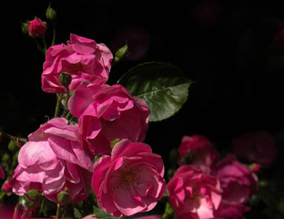 bunch of beautiful pink roses on black background in nature