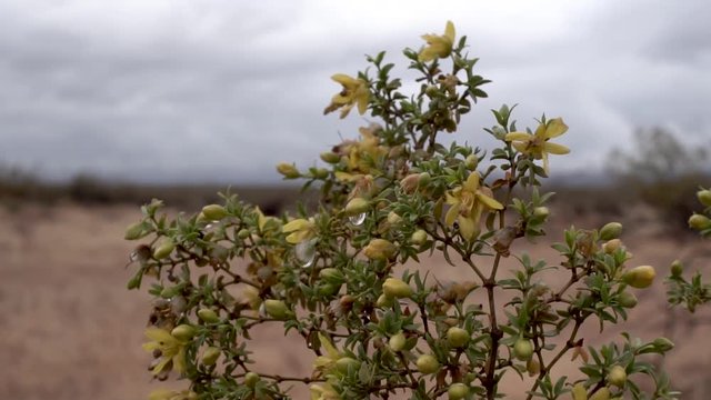 Larrea shrub in California Mojave Desert, overcast day, Close Up Slider