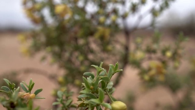 Creosote Bush or Larrea plant with dew, Mojave Desert, Close Up Rack Focus