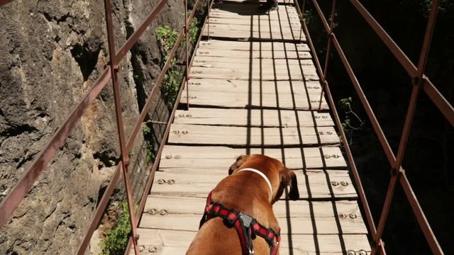 Dog walking scared by a suspension bridge. Slowmo shot 50%