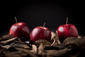 Red apples on leaves. Dark light