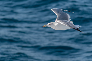Fototapeta na wymiar Seagull flying over blue sea