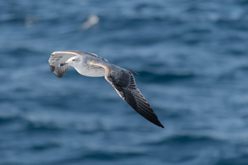 Seagull in flight
