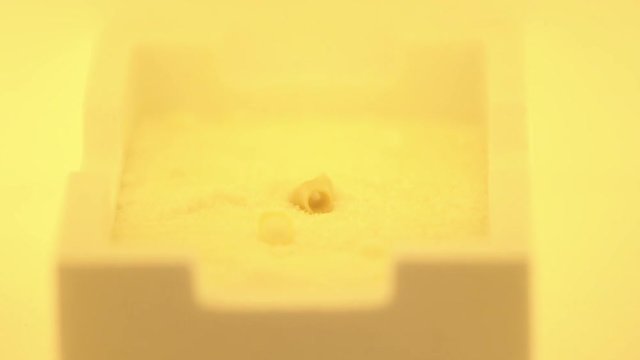 Close up of baking artificial teeth in extremely high temperature oven in dental laboratory. Dental technician bakes ceramic teeth in special furnace machine
