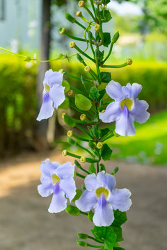 Bengal Trumpet flower, Beautiful Blue Bengal Trumpet flower 
