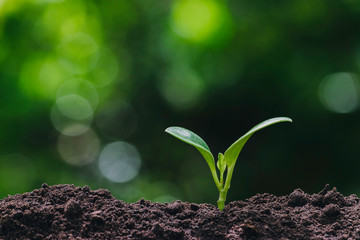 Small trees are growing on the ground incomplete in soft green nature background.