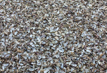 Thousands of empty shells of eaten oysters discarded on sea floor in Cancale, famous for oyster farms.  Brittany, France