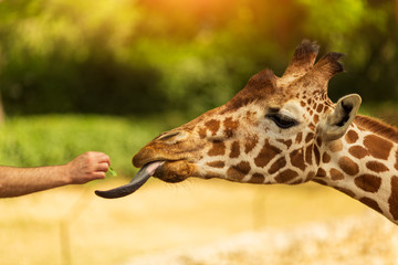 Close up head shot of a kordofan giraffe (giraffa camelopardalis antiquorum) being hand fed by a tourist in a zoo © pavlovski