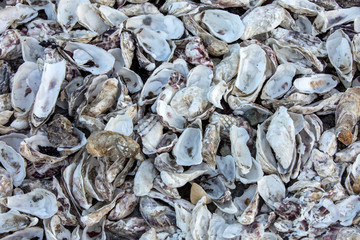 Thousands of empty shells of eaten oysters discarded on sea floor in Cancale, famous for oyster farms.  Brittany, France