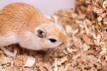 The Mongolian gerbil of a coloring of an aguta sits on sawdust in a house cage.
