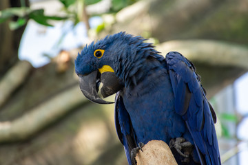 The hyacinth macaw (Anodorhynchus hyacinthinus), or hyacinthine macaw or blue macaw perched on a branch in South America.
