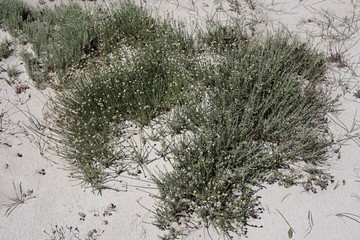 Erba e fiori sulle dune