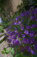 Fototapeta na wymiar Violette Blumen und Schachtelhalm