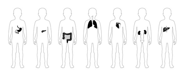  illustration of child internal organs in boy body