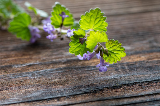 Nahaufnahme Gundermann