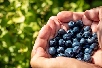 Hände mit frischen Blaubeeren, Blaubeerstrauch im Hintergrund