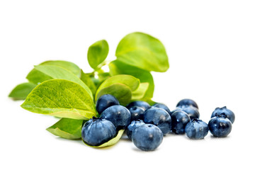 Blaubeeren oder Kulturheidelbeeren mit Blättern, freigestellt vor Weiß