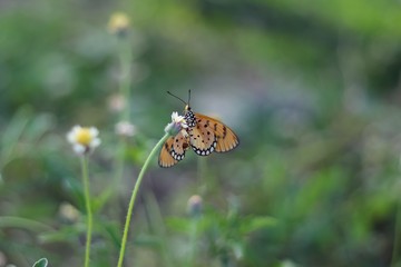 Fototapeta na wymiar butterfly on flower Yellow butterfly flying to the flower island to absorb sweetness butterflies fly naturally with green grass background and natural light