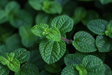 peppermint leaves nature pepper mint background and texture objects pepper mint is fragrant used to cook and quench the bad smell