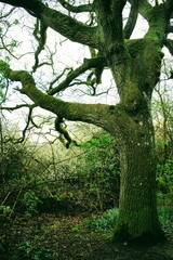 Fototapeta premium tree in forest